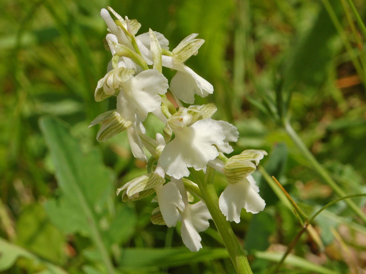 Orchis morio ... (Apocromia di ...)
